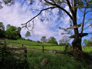 Staza koja vodi prema Ostrvici
