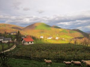 Kanjon Panjice