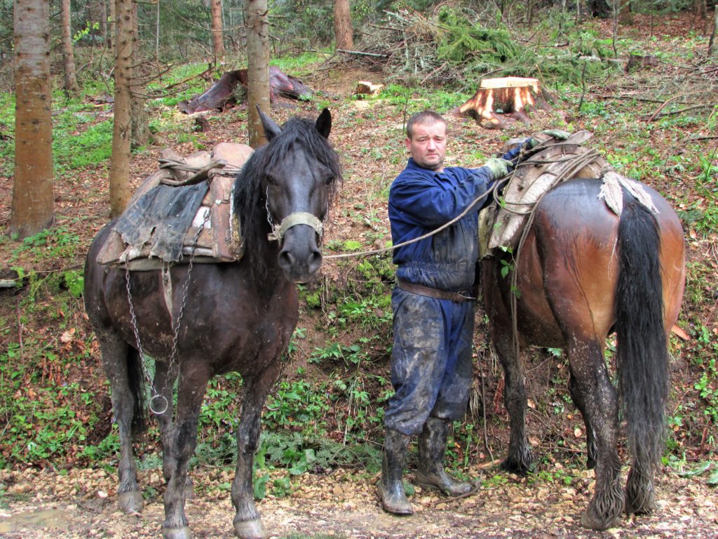 Šumski radnici na Tari