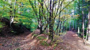 Fruškogorski jesenji maraton 2016