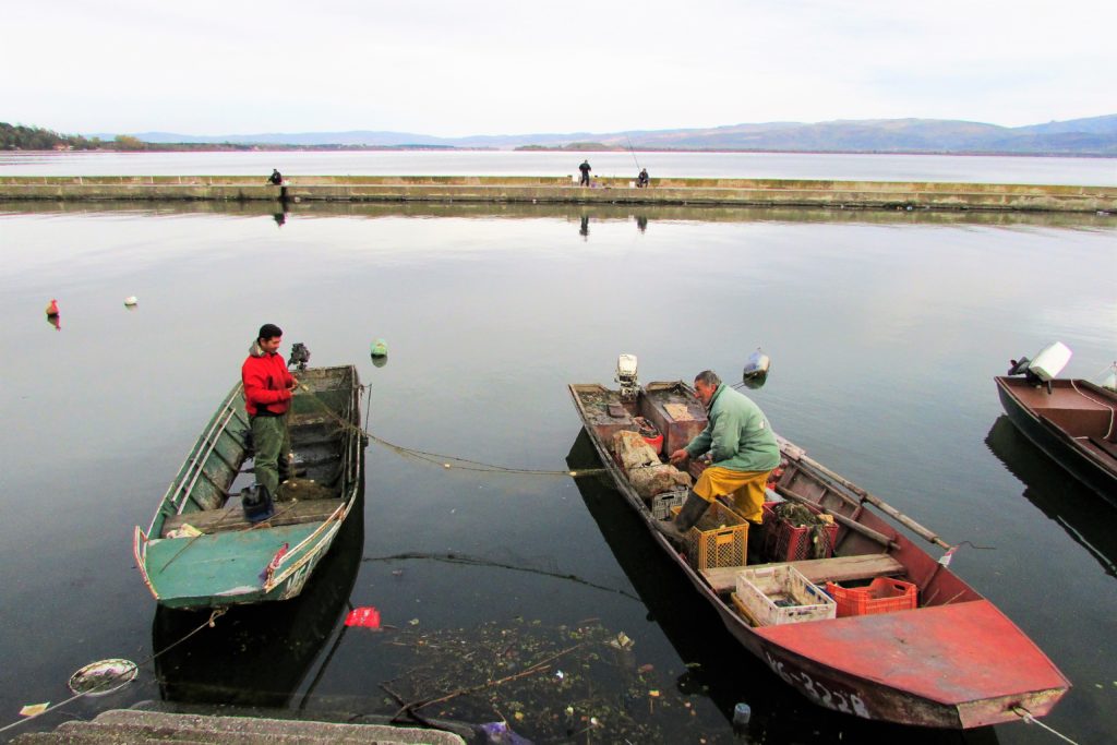 Dunav u Golupcu