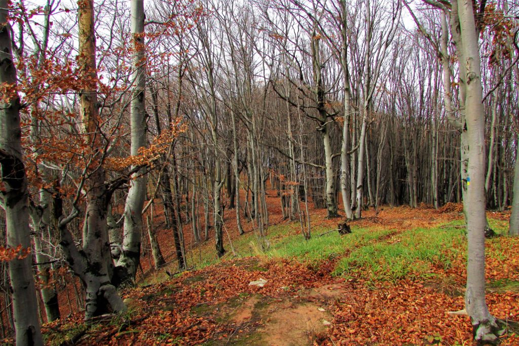 Šuma Homoljskih planina