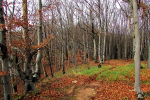 Šuma Homoljskih planina