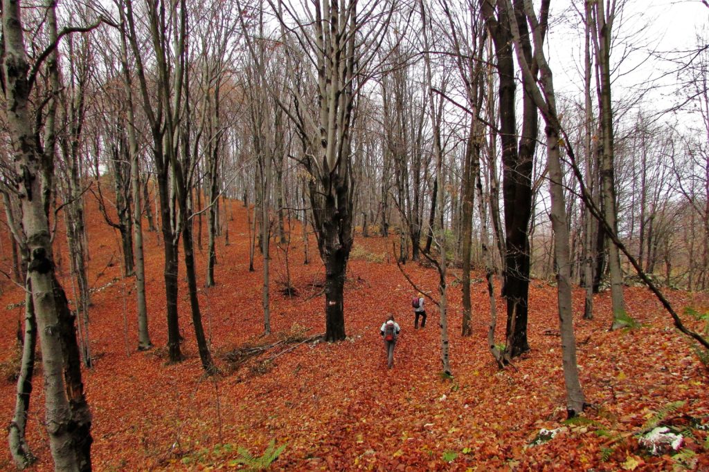 U šumi Homoljskih planina