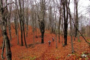 U šumi Homoljskih planina