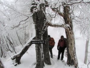 Drvo Ljubavi