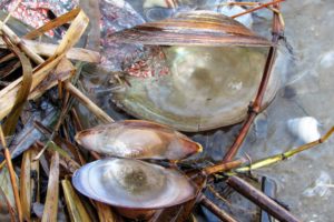 Školjke na obali Dunava