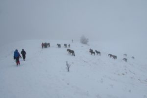 Konji na Stolovima