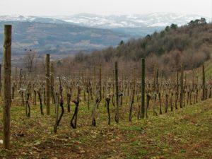 Oplenački vinogradi