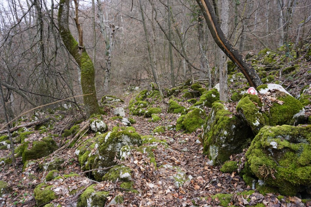 Miročka šuma