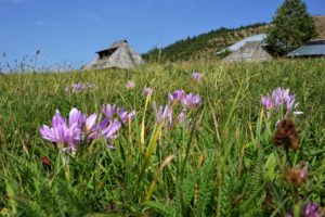 Tičije polje - polje mrazovca