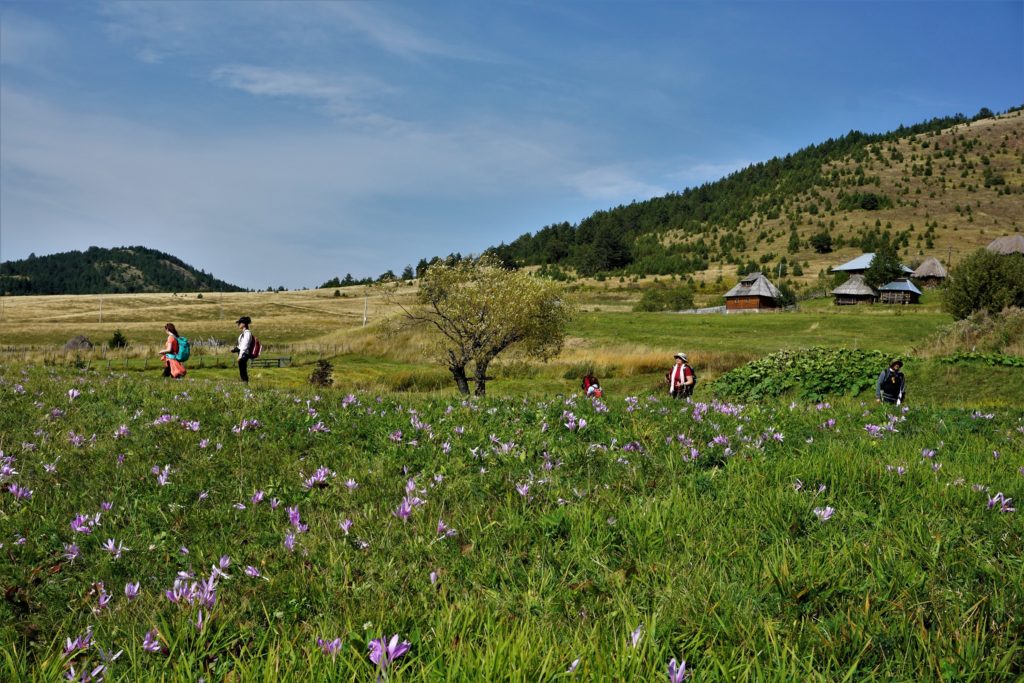 Tičije polje
