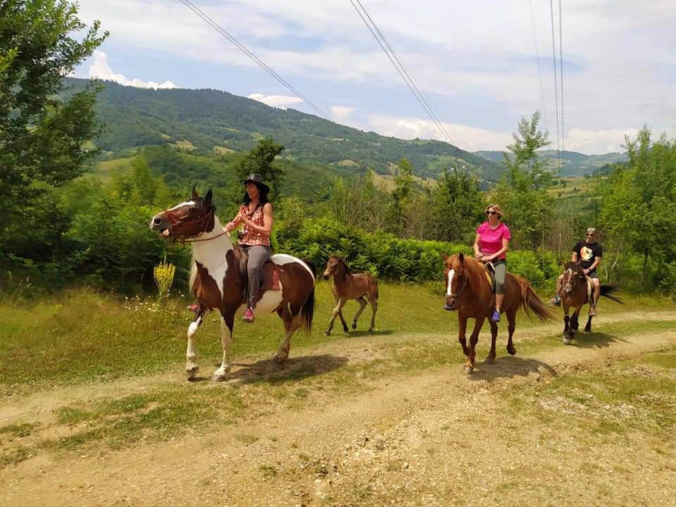 Ilijina ergela konja, Pavino Polje