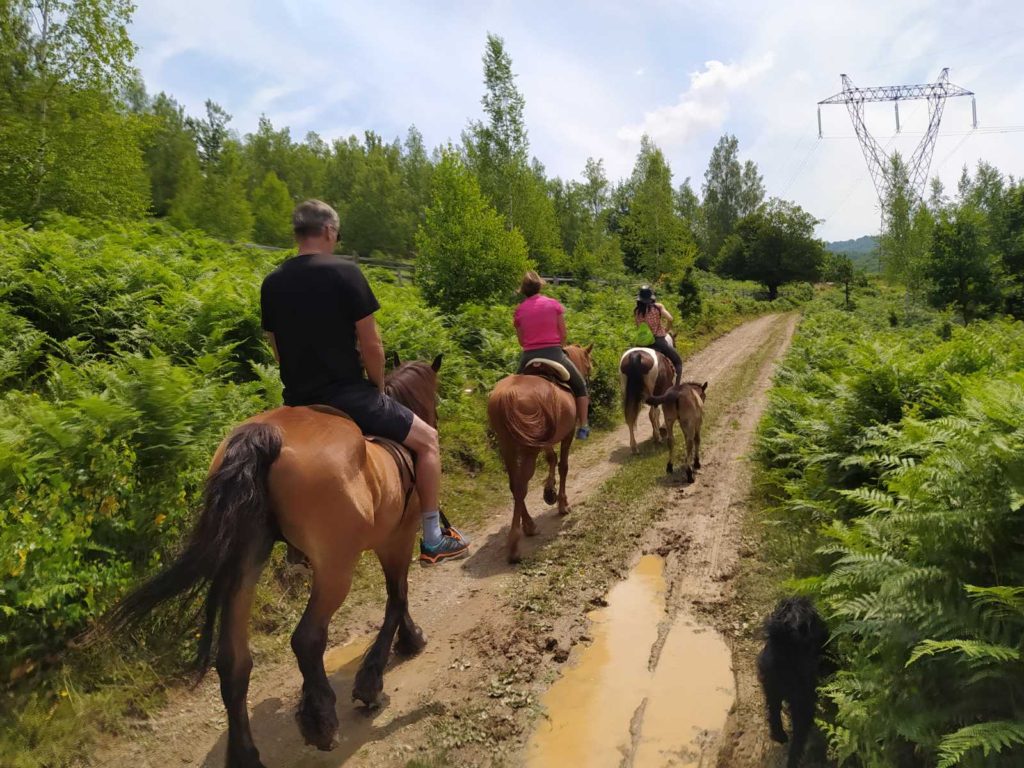 Ilijina ergela konja, Pavino Polje