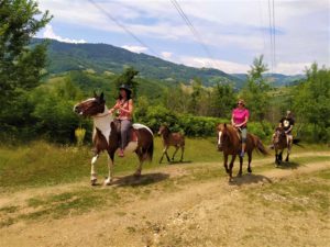 Ilijina ergela konja, Pavino Polje