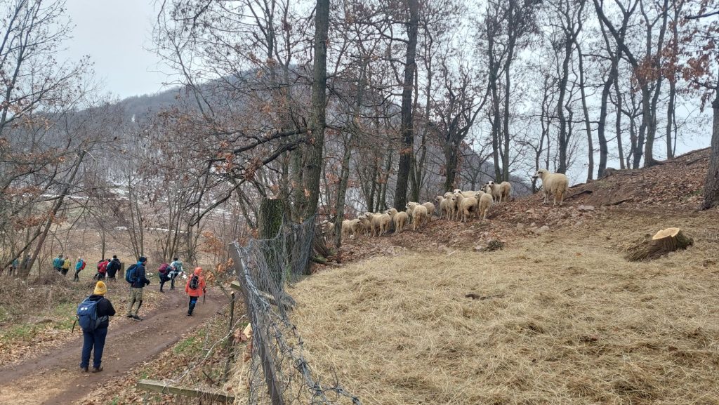 Ostrica, Šumadija