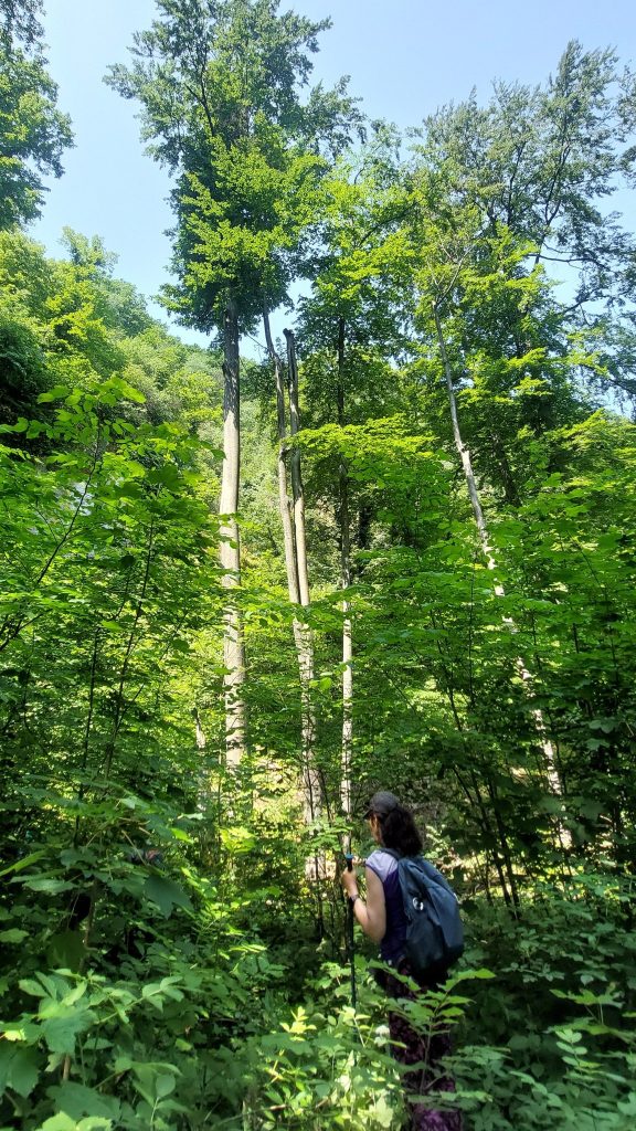 Iza ovog drveća i raslilnja krije se ulaz u pećinu